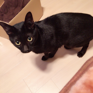 甘えん坊の黒猫くん(mix)＊2歳