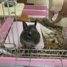 デグーの里親募集☆ サムネイル2