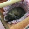 デグーの里親募集☆ サムネイル3
