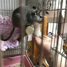デグーの里親募集☆ サムネイル4