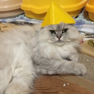 ペルシャの男の子です。