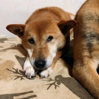 山犬☆アンジー。