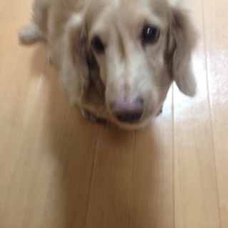 ミニチュアダックスフンドの男の子