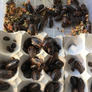 デュビア里親募集！