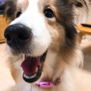 ありがとうございました／そっと甘えてくるシェルティ