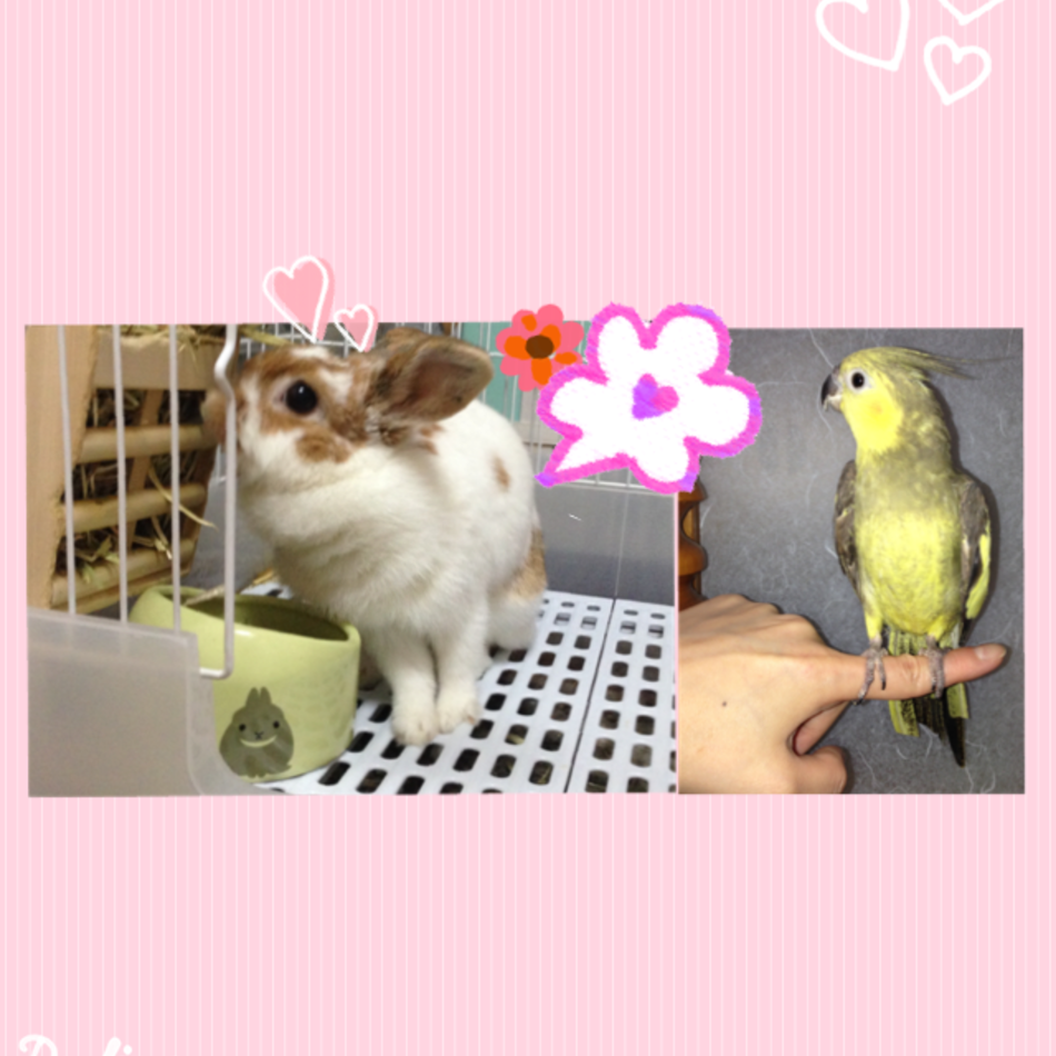 らむのカバー写真