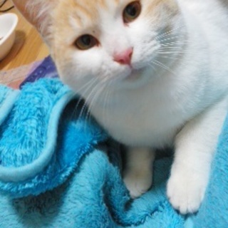 ふわふわぽっちゃり