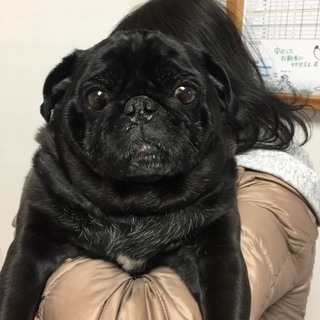 穏やかなおじさまパグ♂もも太くん