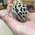 ヒョウモントカゲモドキ レオパ