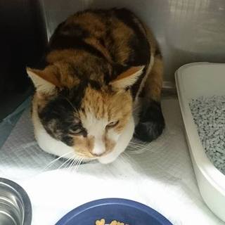 【感謝】繋がりました！グループ②飼主死亡で持込三毛