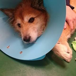 迷子犬ボン捜索中に出会ったぽんちゃん♂