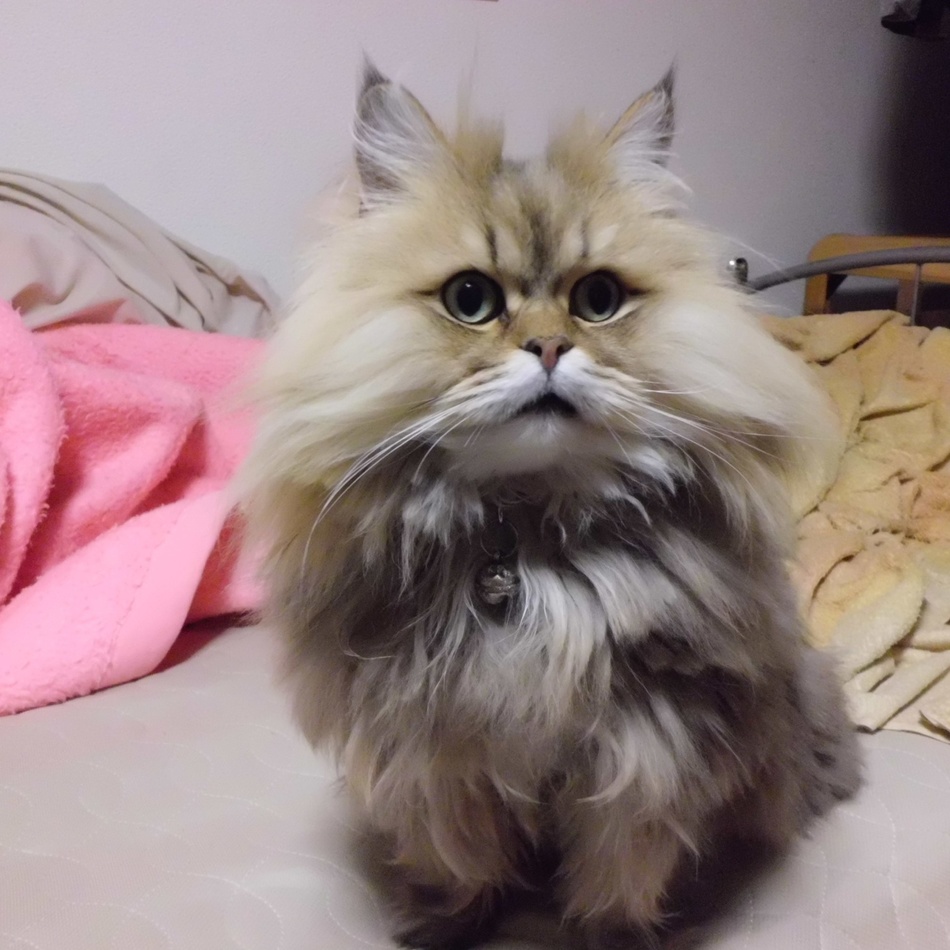 メロのカバー写真