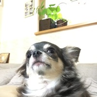 あずき