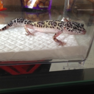 レオパ マックスノー