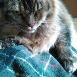 捕獲猫の里親が、決まり譲渡完了