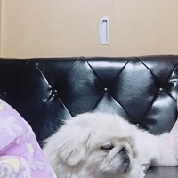 コロ