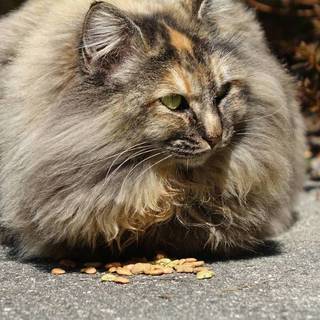 一時掲載ストップします長毛の単色サビ系、