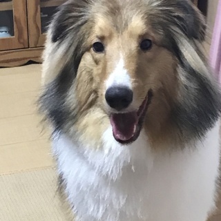 生涯可愛いがって下さる方を募集してます