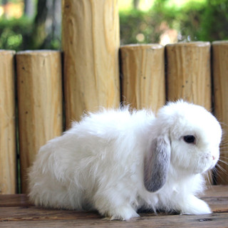 純血　ホーランドロップ　