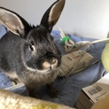 ミニウサギ、ブラック