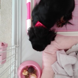 バレンタインデー