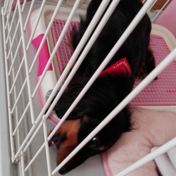 「バレンタインデー」サムネイル3