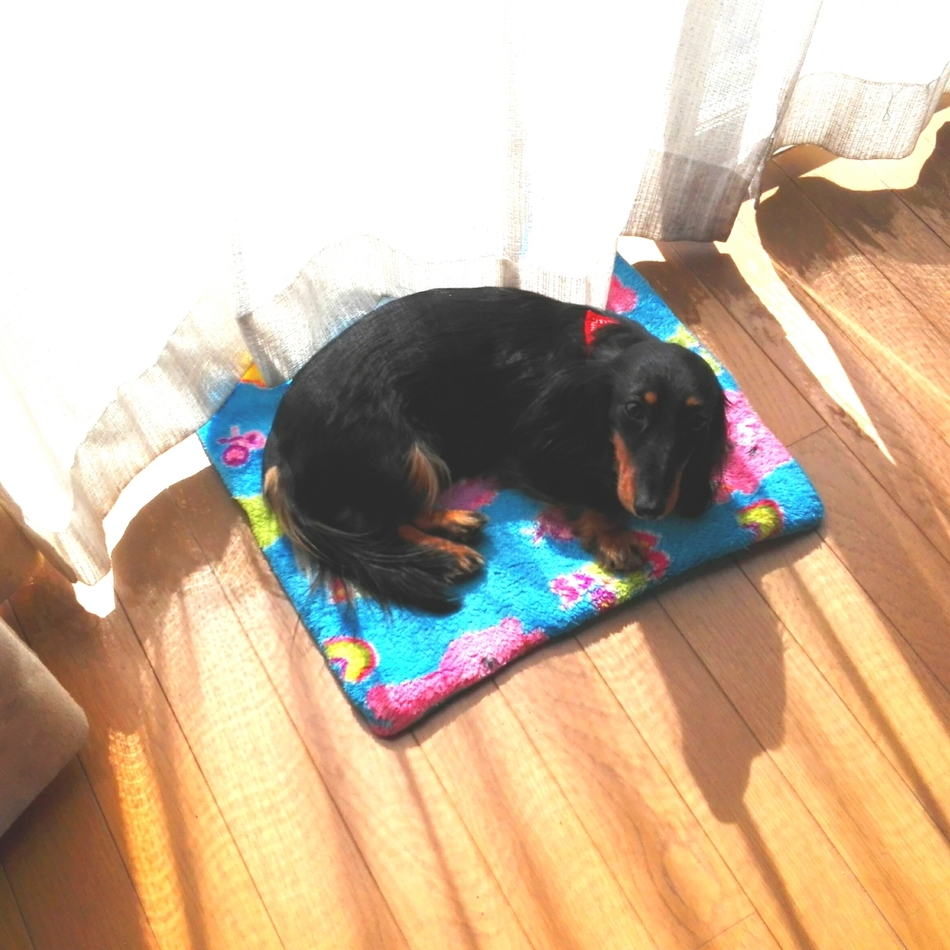 ゆいのカバー写真