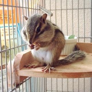 シマリス♂ ケージ等設備もお渡しします