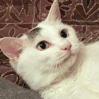 抱っこ好きで愛らしい＊飼育放棄シニア猫たまちゃん