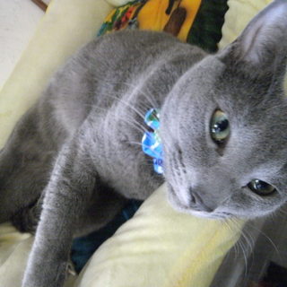 ロシアンブルー★ルナ★11か月男の子