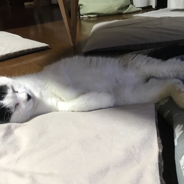 みるくの写真