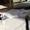 の写真