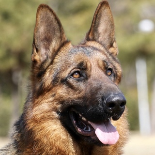 シェパード里親募集・一旦停止します。