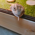 サバンナモニター 指飛びあり