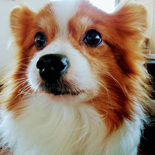 パピヨンのレックス君！まだまだ若い１０歳