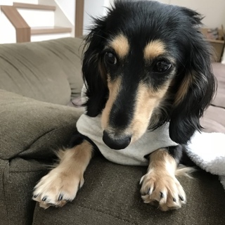 1歳5ヶ月 カニヘンダックス♂