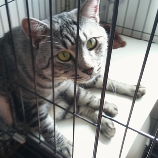 食欲旺盛な猫さん