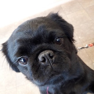 パグ×ペキミックス天真爛漫テンちゃん