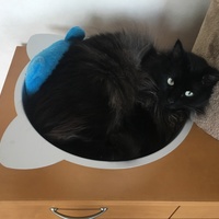 こやたん