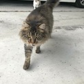 ふわふわキジ男の子