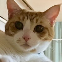 チョコ