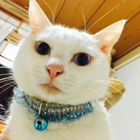 ミント