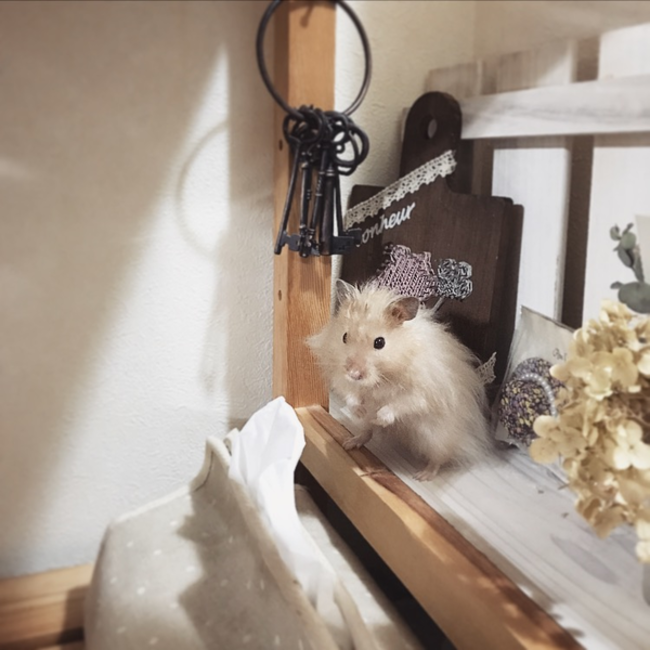 姫林檎のカバー写真