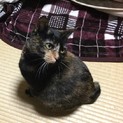 ♪幸運を呼ぶかぎしっぽのサビ猫 女の子♪