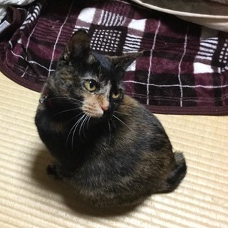 ♪幸運を呼ぶかぎしっぽのサビ猫 女の子♪