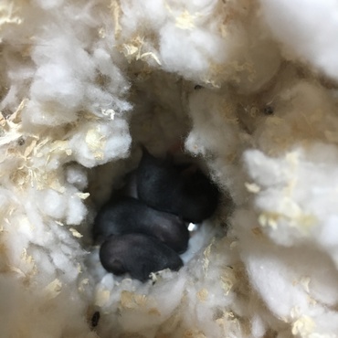 生後6日目