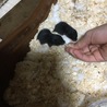 生後15日から動き回ってます！