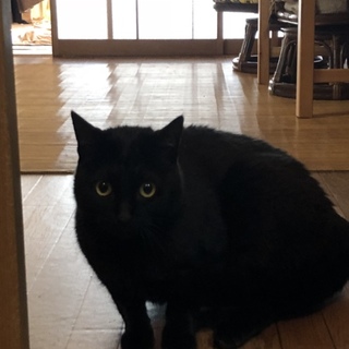 飼い主闘病のためお助け下さい