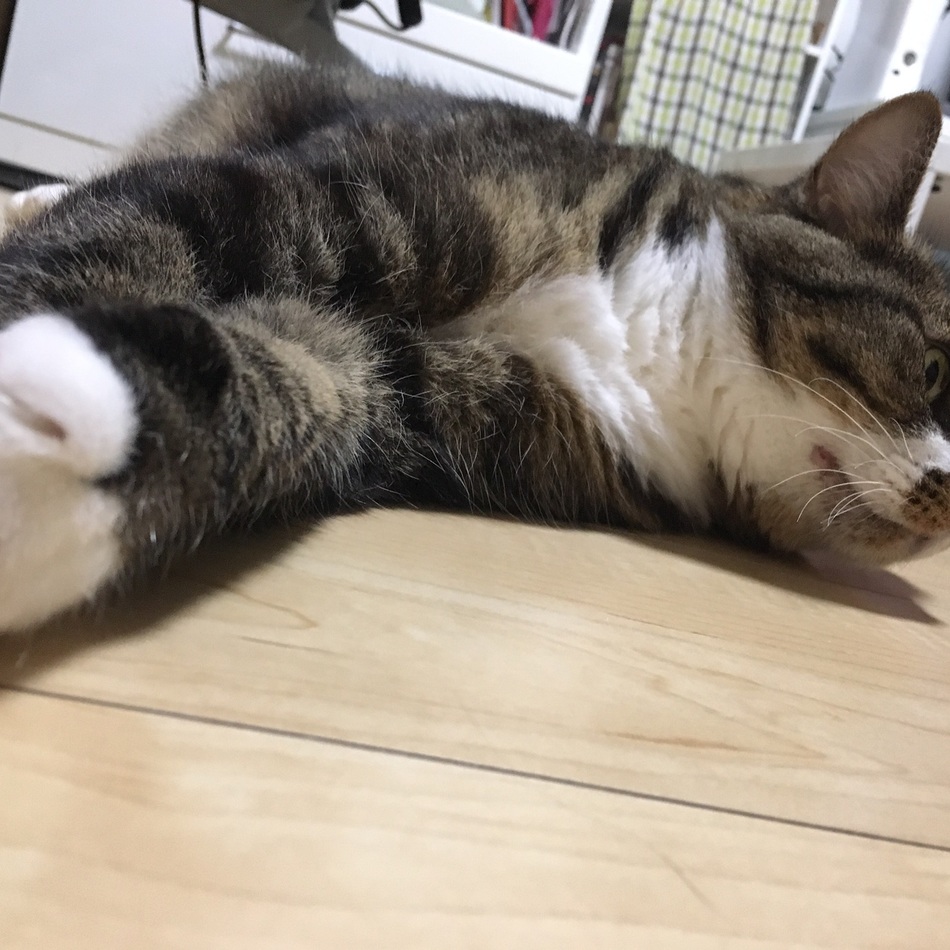 てんのカバー写真