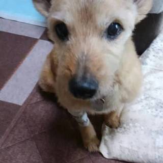 テリアMixの麦太くん！